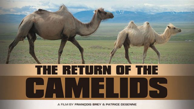 The-Return-of-The-Camelids.jpg