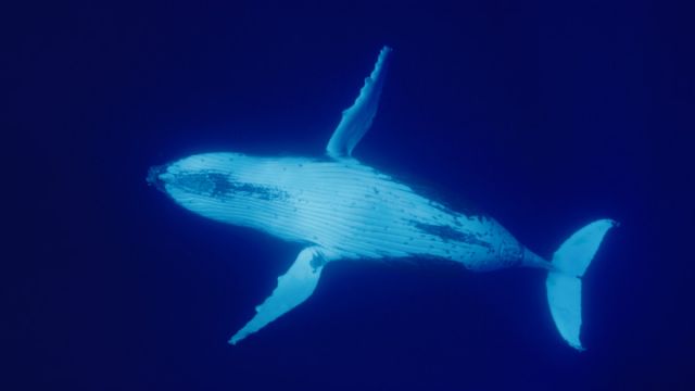 Whale-and-I-HEADER.jpg